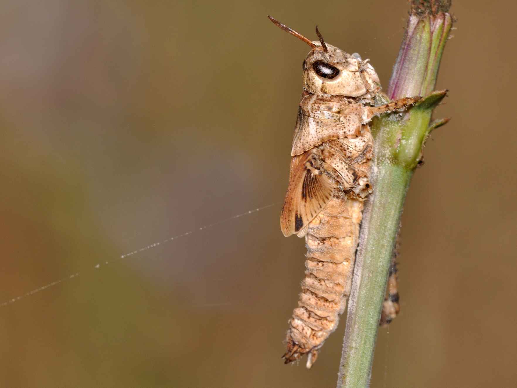 Orthoptera parassitati da miceti?